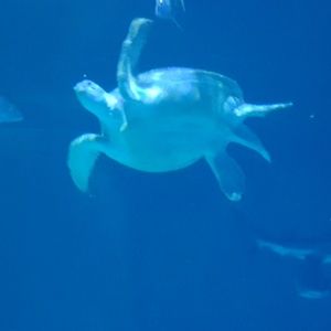 Meet your Posher, Scott